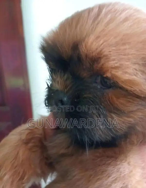 Shihtzu
