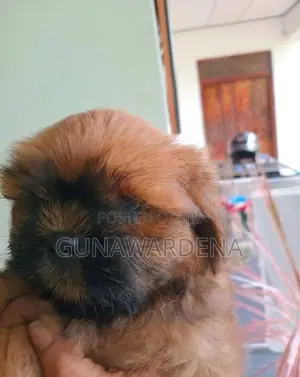 Shihtzu