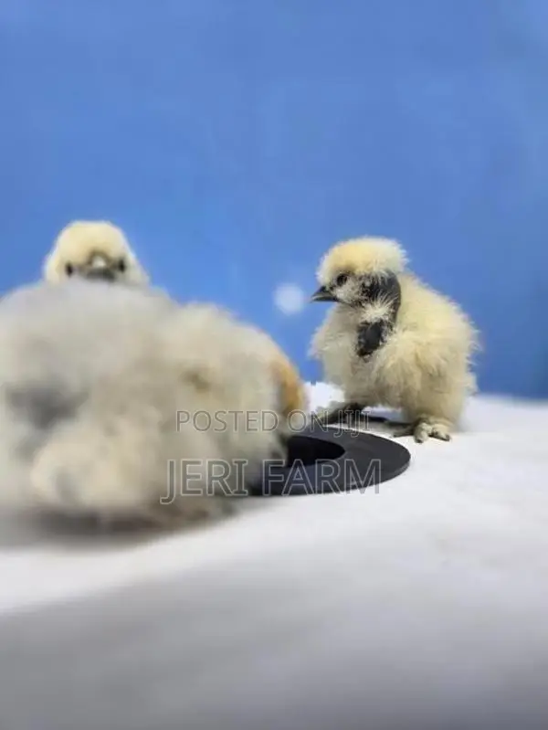 Silkie Chicks