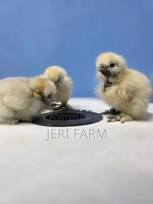 Silkie Chicks
