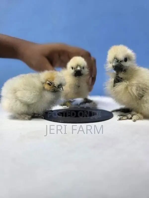 Silkie Chicks