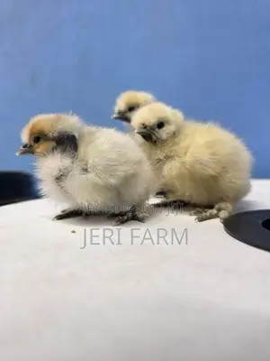 Silkie Chicks