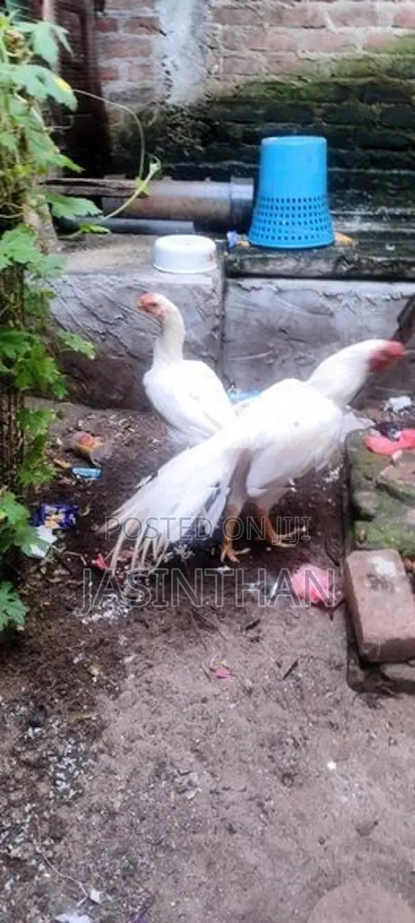 Parrot Nose Rooster
