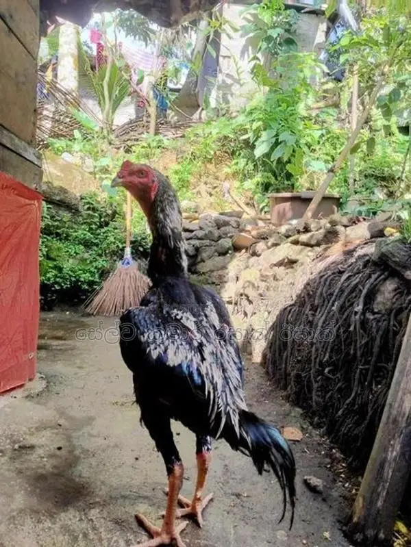 සාමෝ ජෝඩුව