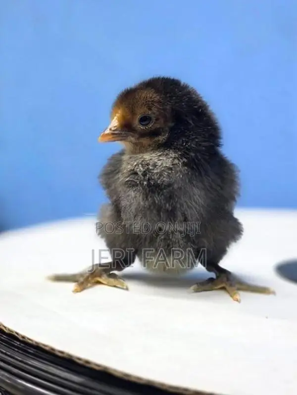 Sonali Chicken