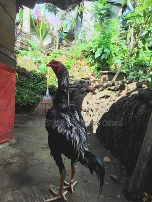 සාමෝ ජෝඩුව