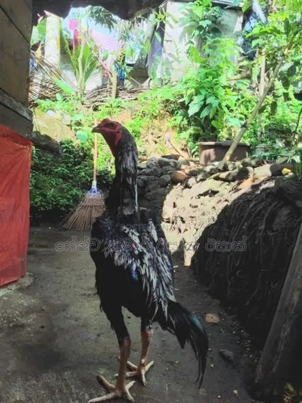 සාමෝ ජෝඩුව