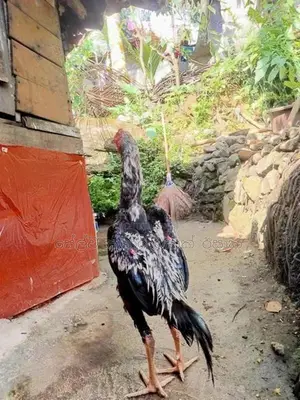 සාමෝ ජෝඩුව