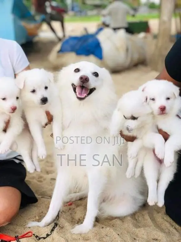 Lion Pomeranian Puppy