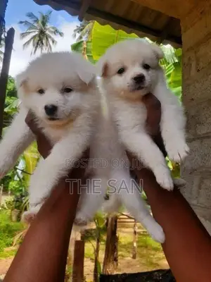 Lion Pomeranian Puppy