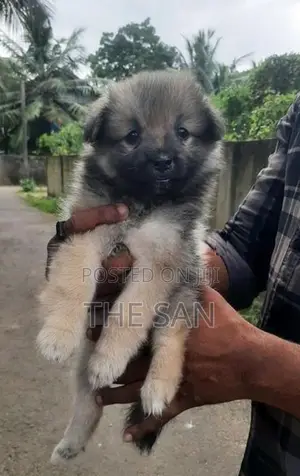 Lion Pomeranian Puppy