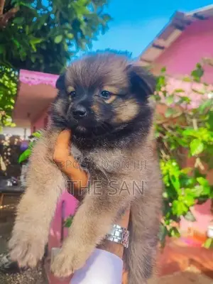 Lion Pomeranian Puppy