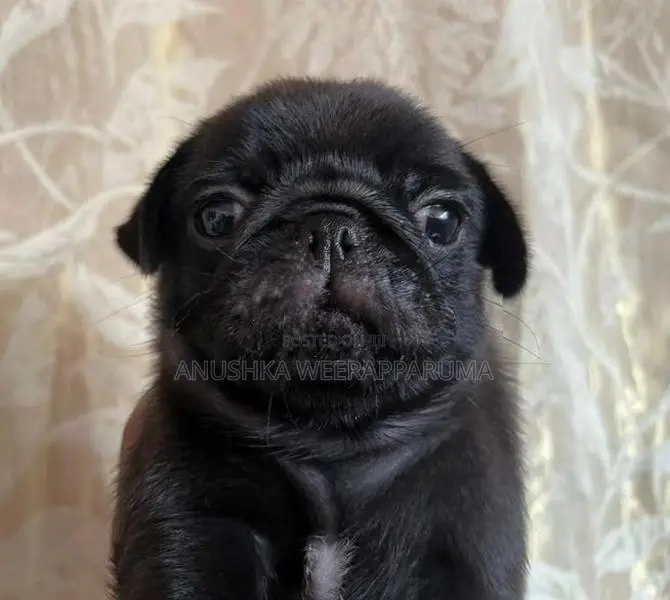 Pug Male