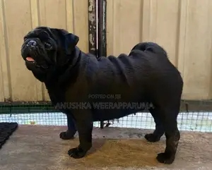 Pug Male