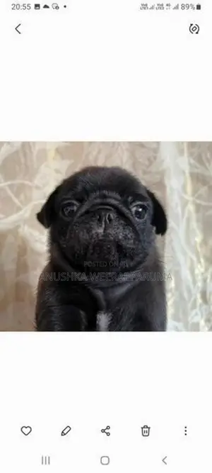 Pug Male