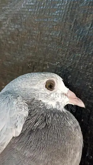 nagarkovil chick