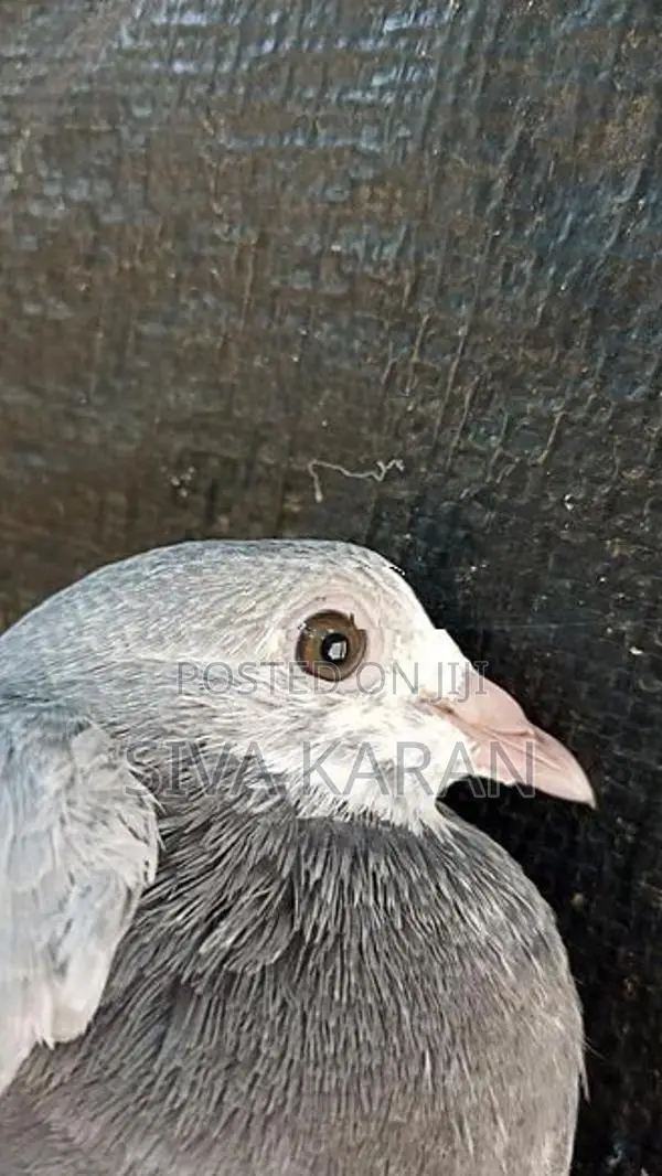 nagarkovil chick