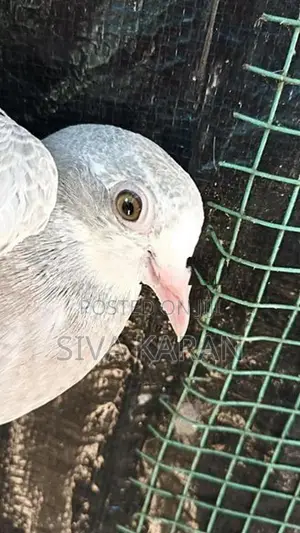 nagarkovil chick