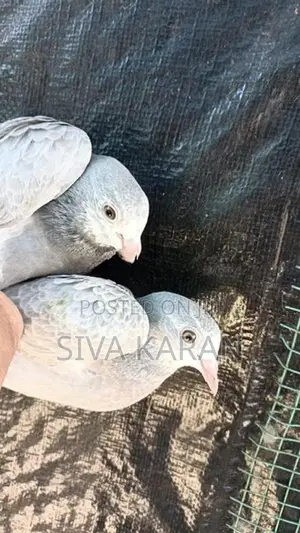 nagarkovil chick