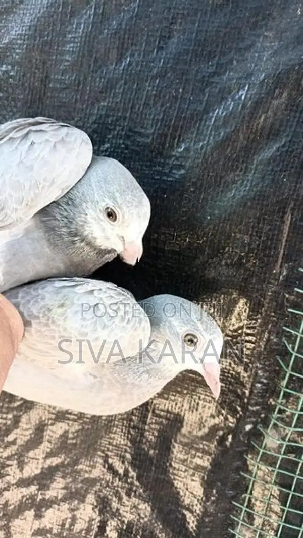 nagarkovil chick