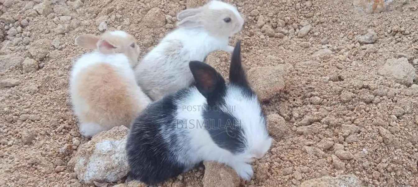 அங்கோரா முயல் குட்டிகள்