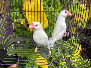 Java Silver Bird