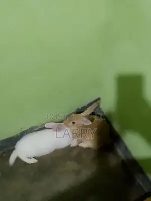 රට හාවන්