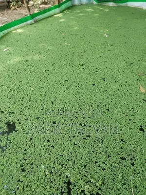 Azolla Plant