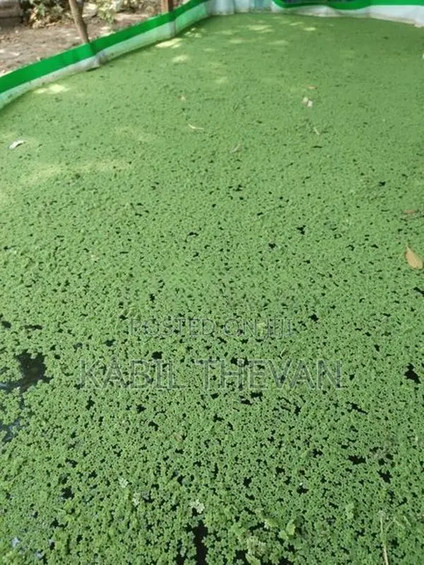 Azolla Plant
