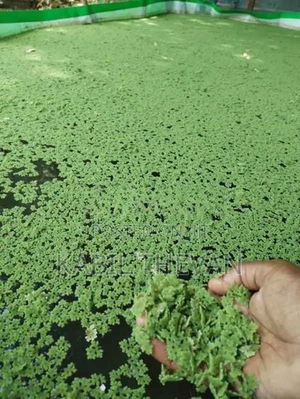 Azolla Plant