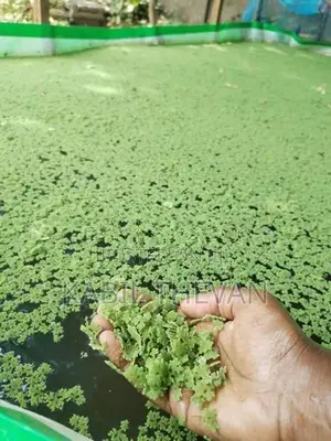Azolla Plant