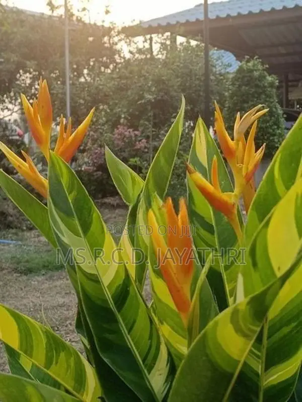 Variegated Heliconia Plant