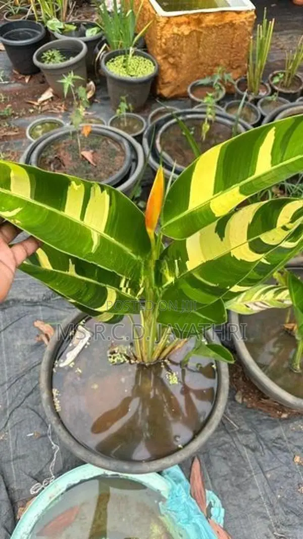 Variegated Heliconia Plant