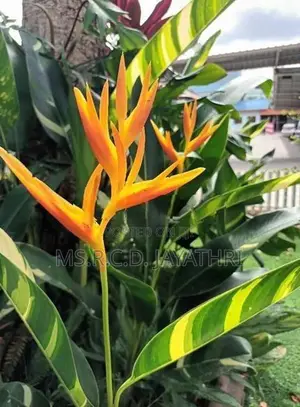 Variegated Heliconia Plant