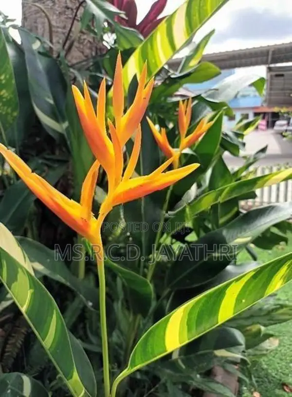 Variegated Heliconia Plant