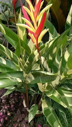 Variegated Heliconia Plant