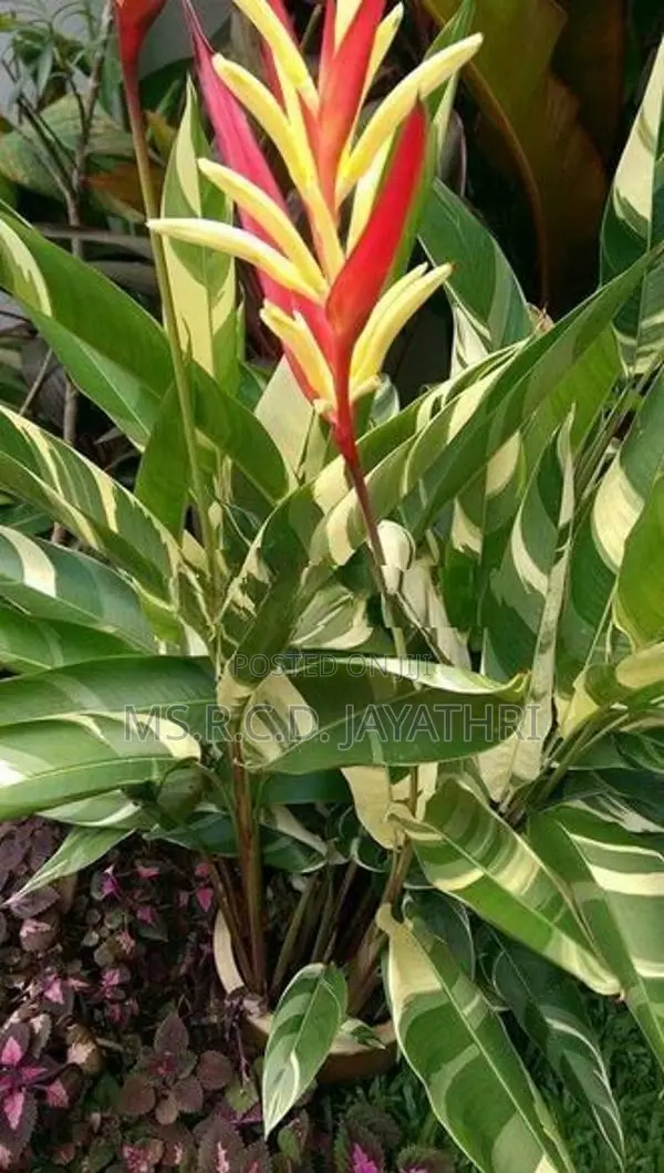 Variegated Heliconia Plant