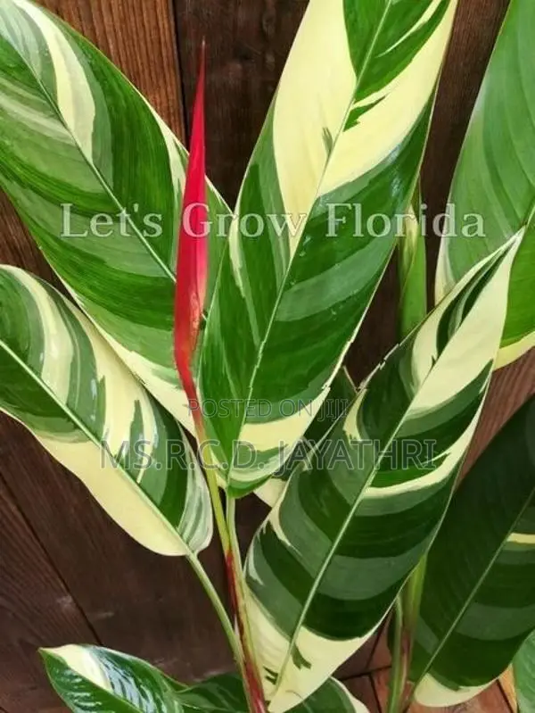 Variegated Heliconia Plant