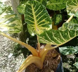 Alocashia New Gunia gold