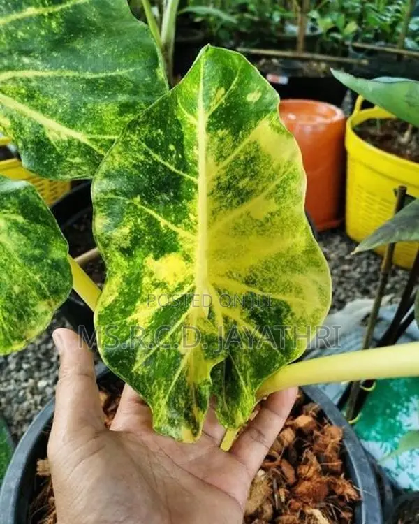 Alocashia New Gunia gold