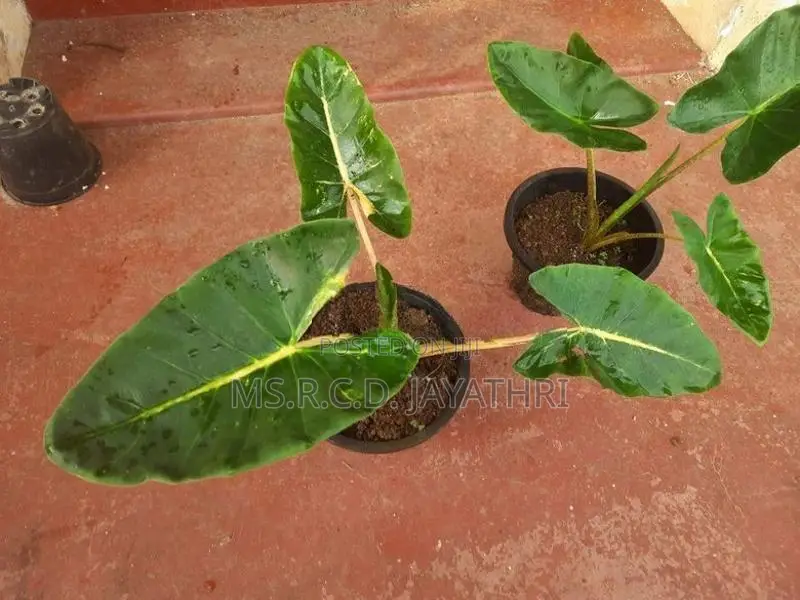 Alocashia New Gunia gold