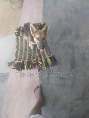 German Shepherd