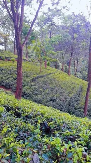 Beautiful Tea Land for Sale in Gampola