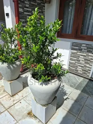 Plants