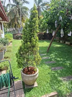 Plants