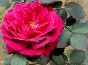 ஊர் றோஸ்