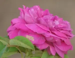 Rose Plant
