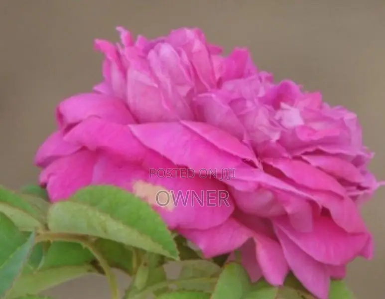 Rose Plant