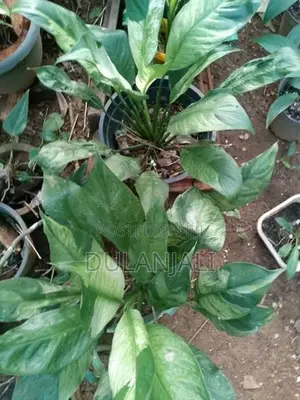 Peace Lily Plants