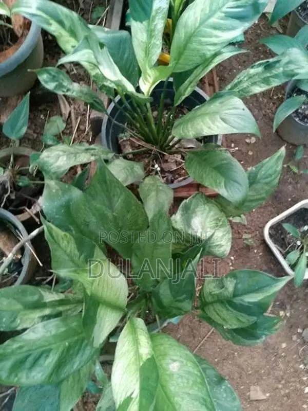 Peace Lily Plants